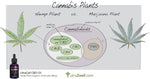 A Venn diagram shows CBD Oil, Cannabidiol, Cannabinoids, Endocannabinoids, & Cannabis plants, Image of UltraCell CBD oil by Zilis & ultraZwell